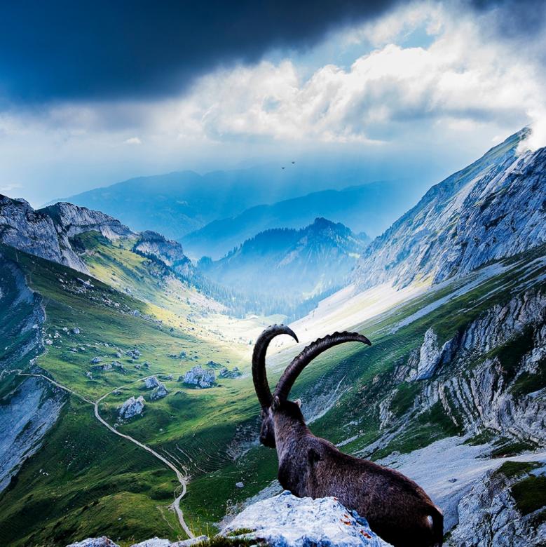 Click image for larger version

Name:	03359_goatatmountpilatus_1024x1024.jpg
Views:	186
Size:	119.2 KB
ID:	1340