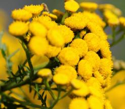 Click image for larger version  Name:	immortelle.jpg Views:	2 Size:	11.7 KB ID:	7005