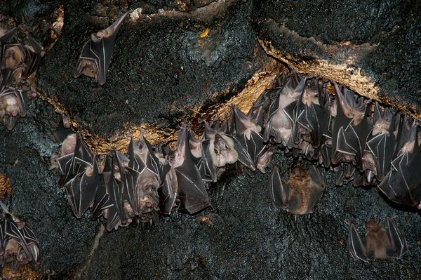 Click image for larger version

Name:	philippines-bat-cave-huge-population-close-up_34159_600x450.jpg
Views:	391
Size:	216.5 KB
ID:	8525