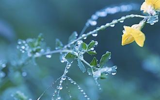 Click image for larger version

Name:	beautiful-summer-morning-dew-tablet-wallpapers-1280x800-11.jpg
Views:	162
Size:	463.0 KB
ID:	43596