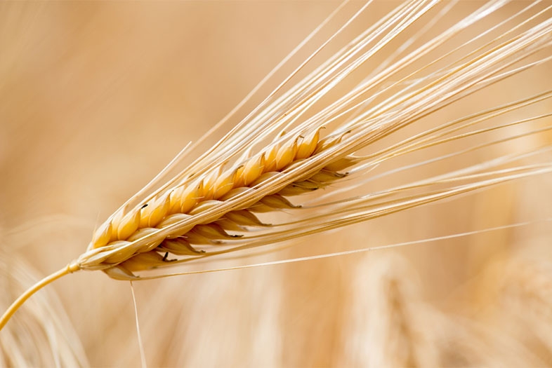 Click image for larger version  Name:	barley-before-malt.jpg Views:	1 Size:	191.6 KB ID:	54423