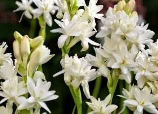 Click image for larger version

Name:	Jo-Malone-Tuberose-Angelica-Cologne-Intense-600x433.jpg
Views:	184
Size:	68.0 KB
ID:	58208