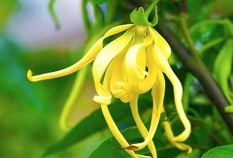 Click image for larger version  Name:	ylang-ylang.jpg Views:	2 Size:	331.9 KB ID:	62921
