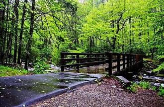 Click image for larger version

Name:	patchouli nosy be.jpg
Views:	822
Size:	339.5 KB
ID:	177488