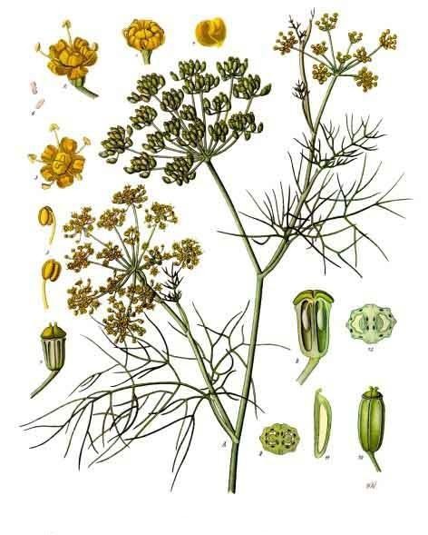 Click image for larger version

Name:	Foeniculum_vulgare_-_K%C3%B6hler%E2%80%93s_Medizinal-Pflanzen-148.jpg
Views:	140
Size:	66.7 KB
ID:	185754